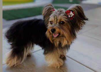 0201 Cadelinha perdida