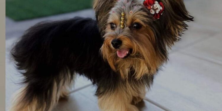 0201 Cadelinha perdida