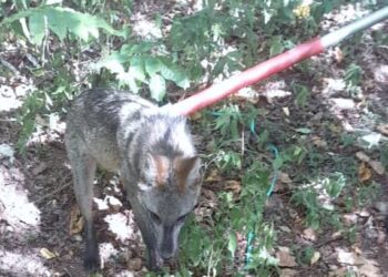 0701 Corpo de Bombeiros de Sao Sebastiao do Cai e1673118215299