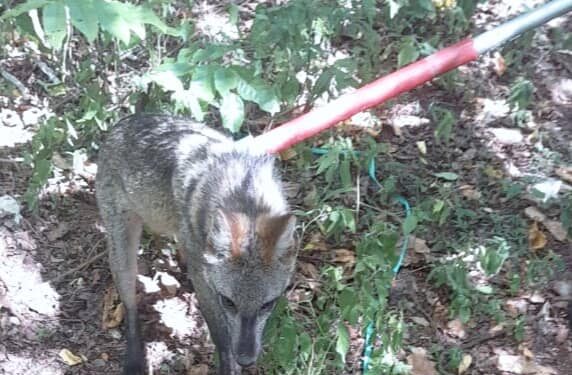0701 Corpo de Bombeiros de Sao Sebastiao do Cai e1673118215299