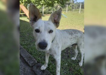 1001 Cachorro Morto em Portao site