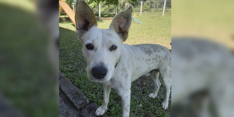 1001 Cachorro Morto em Portao site