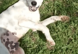 1101 Cachorro Morto em Portao e1673444268685