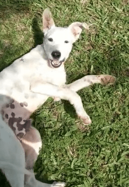 1101 Cachorro Morto em Portao e1673444268685