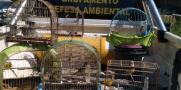 GDA resgata pássaros silvestres em cativeiro sem registro1