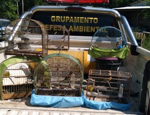 GDA resgata pássaros silvestres em cativeiro sem registro1