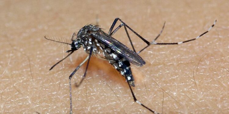 Mosquito da dengue