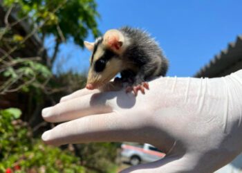 gambá em estancia velha