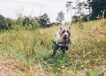 0103 Pitbull Imagem Ilustrativa e1677687535232