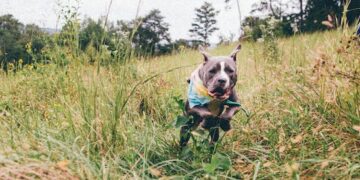 0103 Pitbull Imagem Ilustrativa e1677687535232