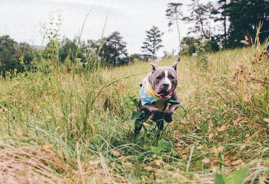 0103 Pitbull Imagem Ilustrativa e1677687535232