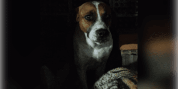 cachorro