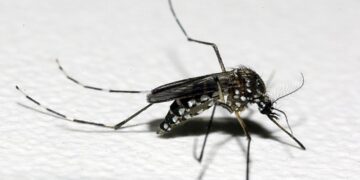 0505 Dengue Governo do Estado