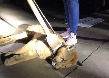 3005 3º Batalhão Ambiental da Brigada Militar