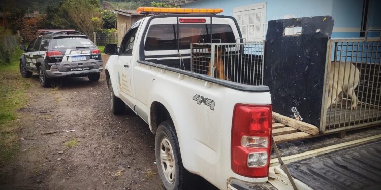 1506 Polícia Civil de Osório Divulgação