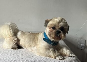 Cachorro Atlantida Sul Arquivo Pessoal