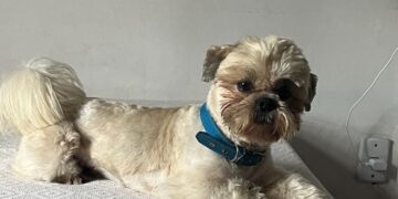 Cachorro Atlantida Sul Arquivo Pessoal