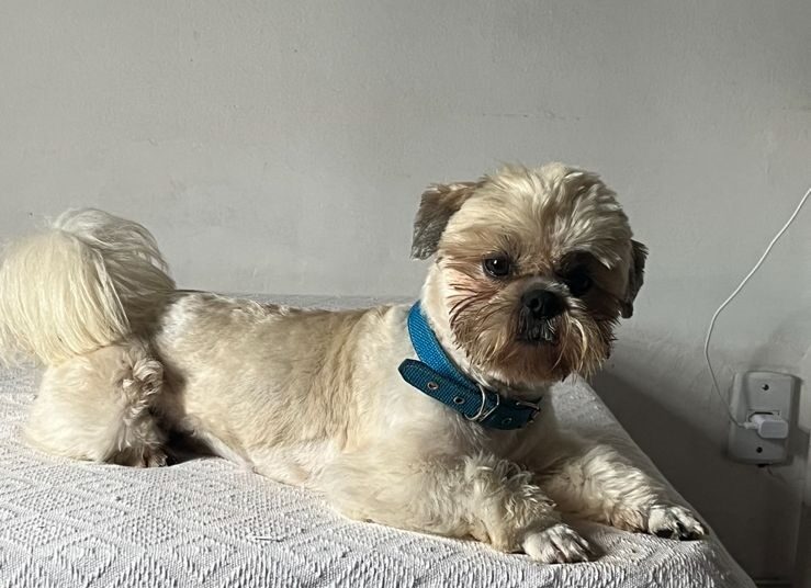 Cachorro Atlantida Sul Arquivo Pessoal